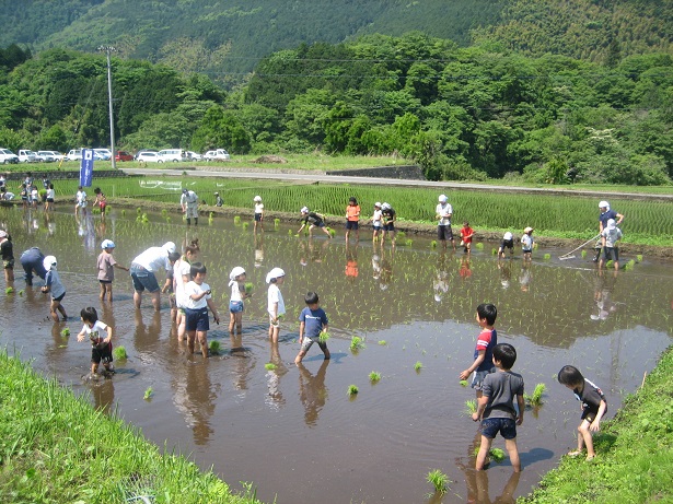 田植え体験